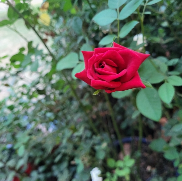 Meet your Posher, Tracy - Picture 10 of 11